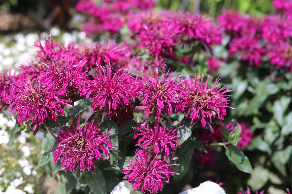 Bee-Balm