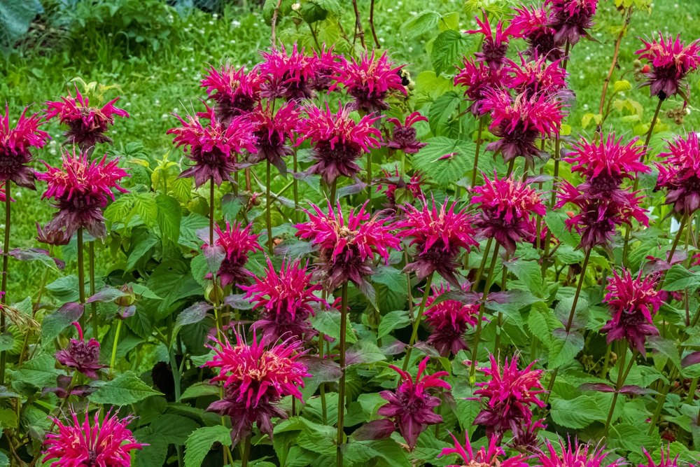 Bee-Balm