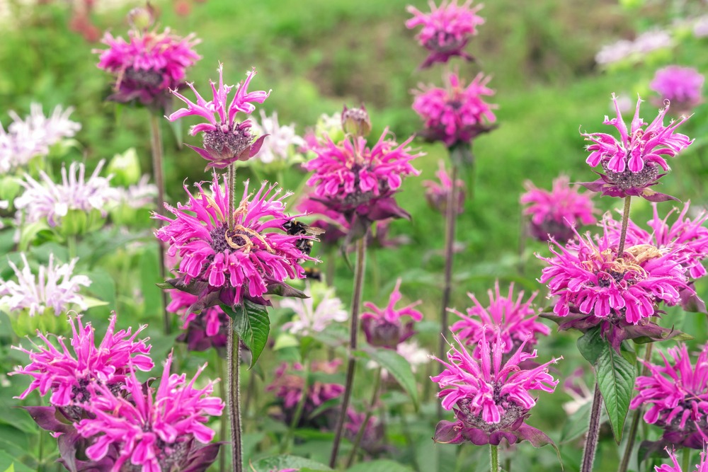 Bee-Balm