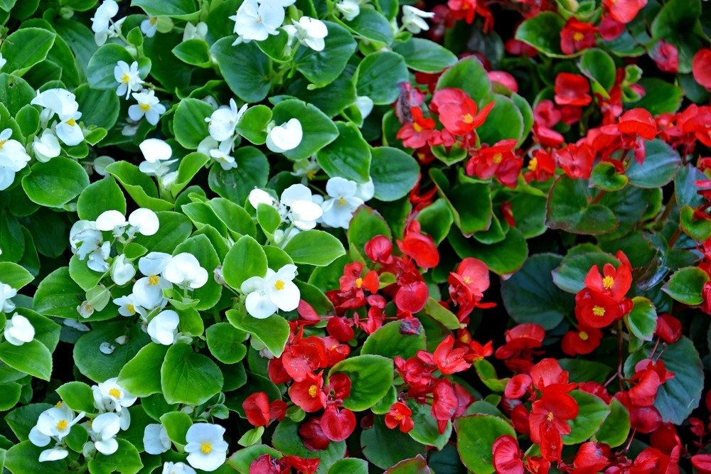 Begonias