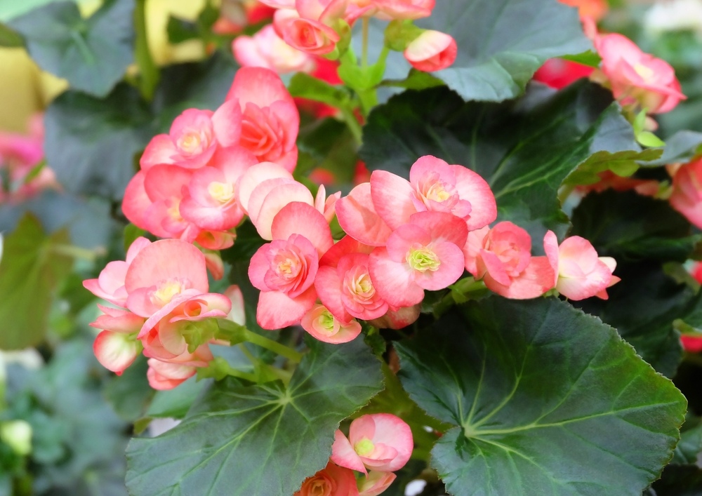 Begonias