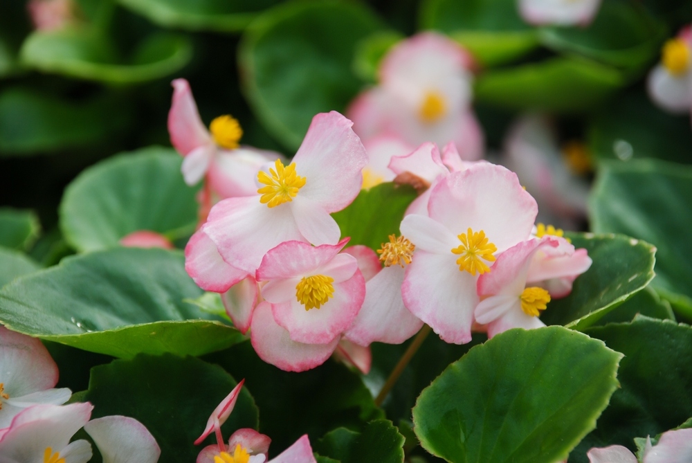 Begonias