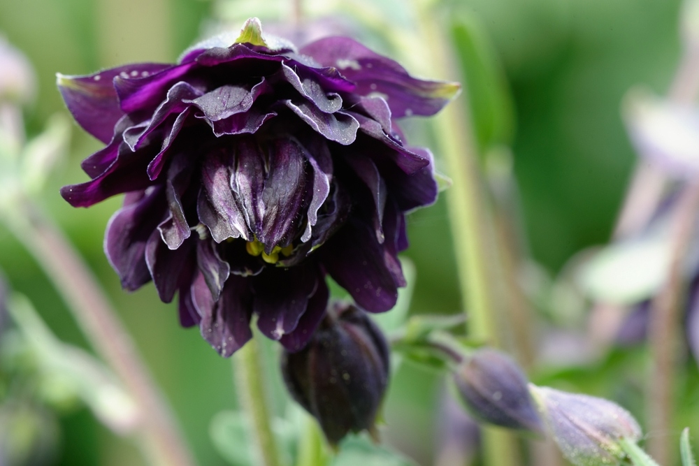 Black-Barlow-Columbine