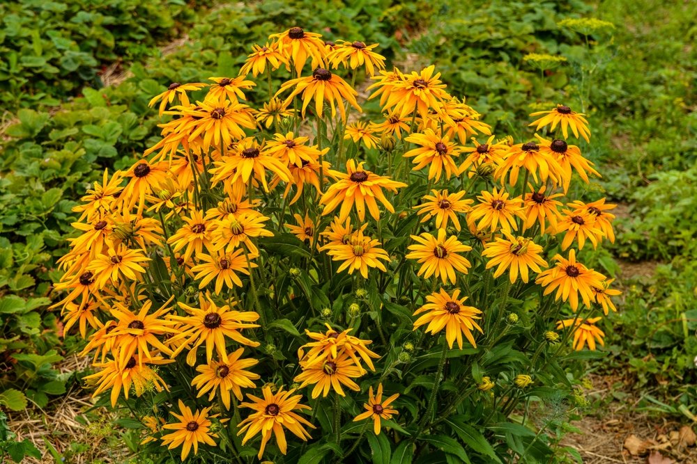 Black-Eyed Susan