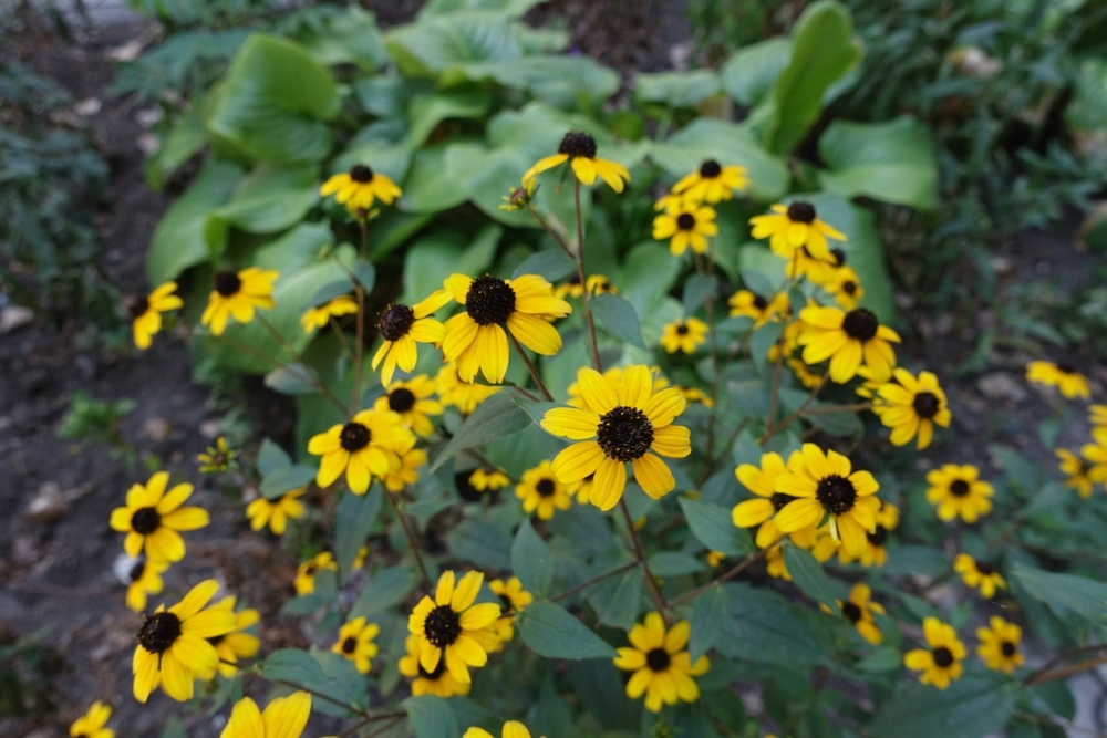 Black-Eyed Susans