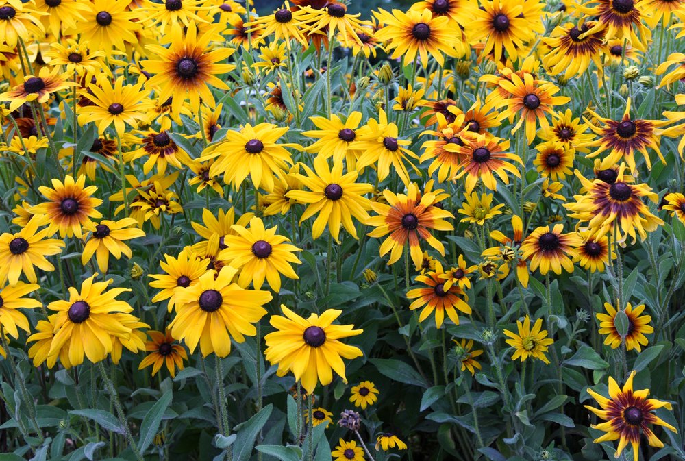 Black-Eyed-Susan