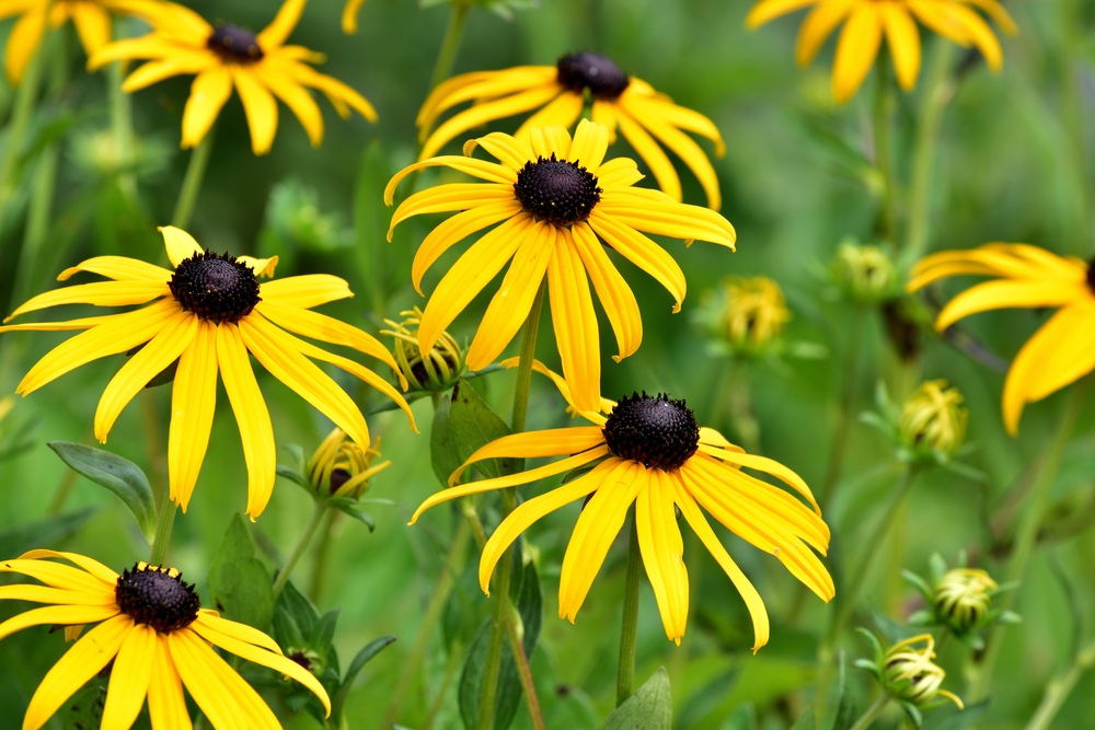 Black-Eyed Susans