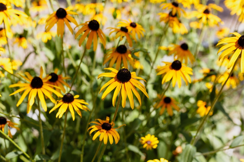 Black-Eyed Susans