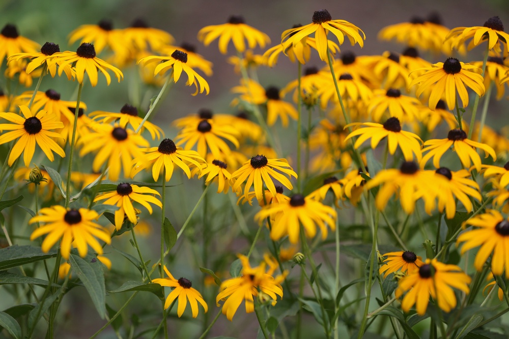 Black-Eyed Susans