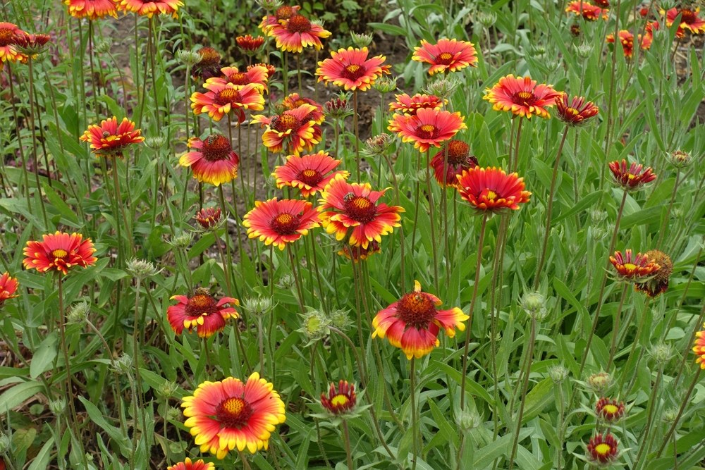 Blanket-Flowers