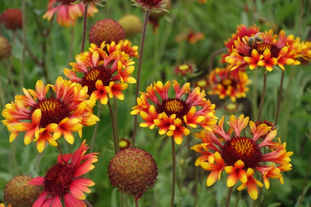 Blanket-Flowers