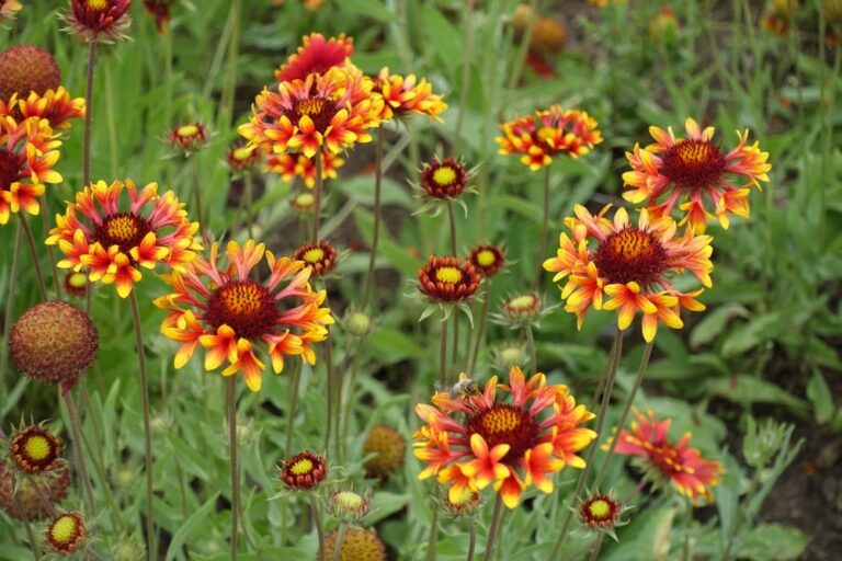 10 Black-Eyed Susan Companion Plants - Garden Lovers Club