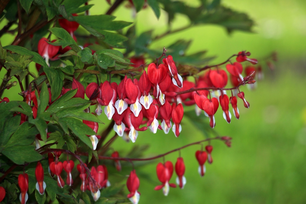 Bleeding-Heart