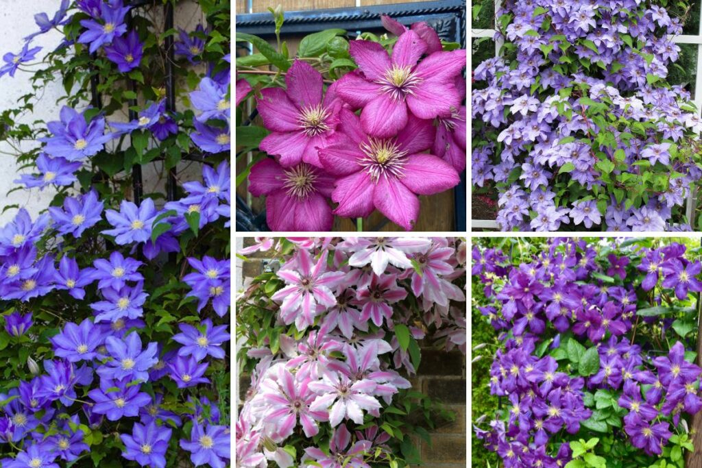 Blooming Clematis