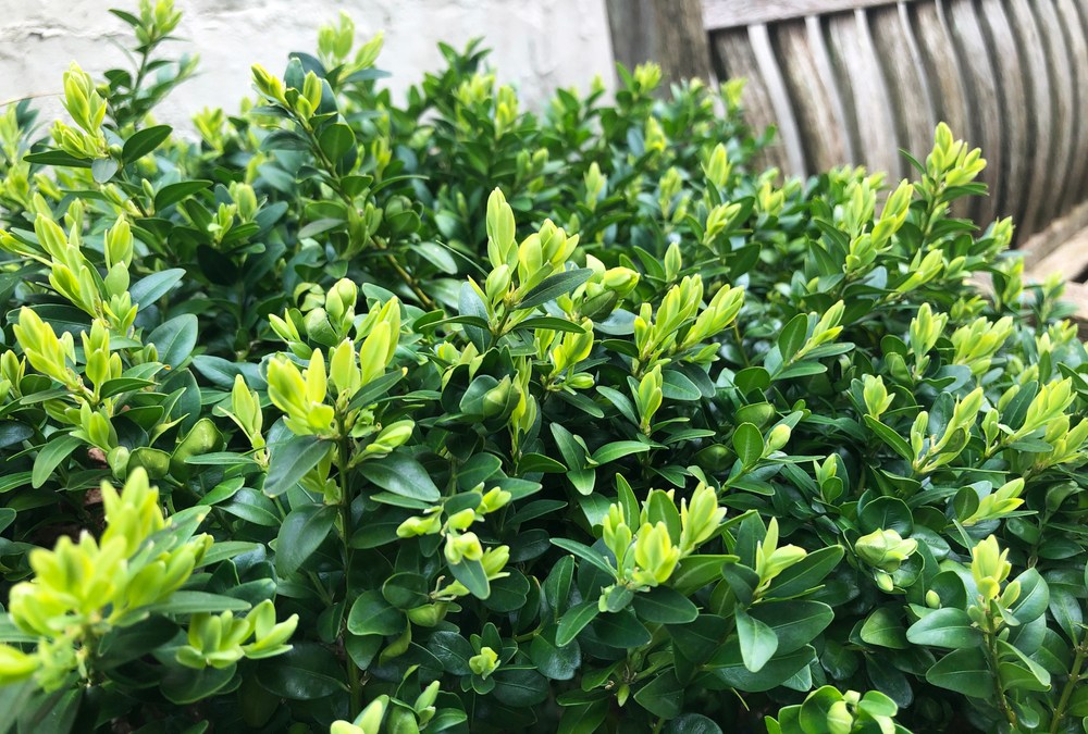 Boxwood