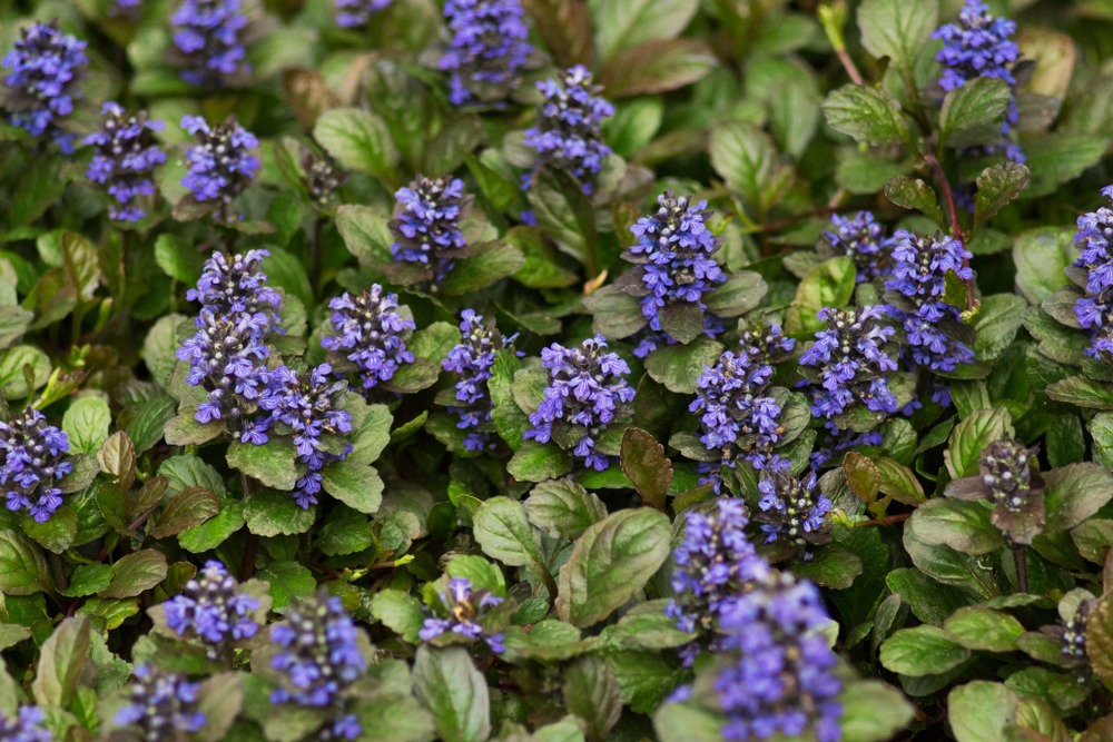 Bugleweed