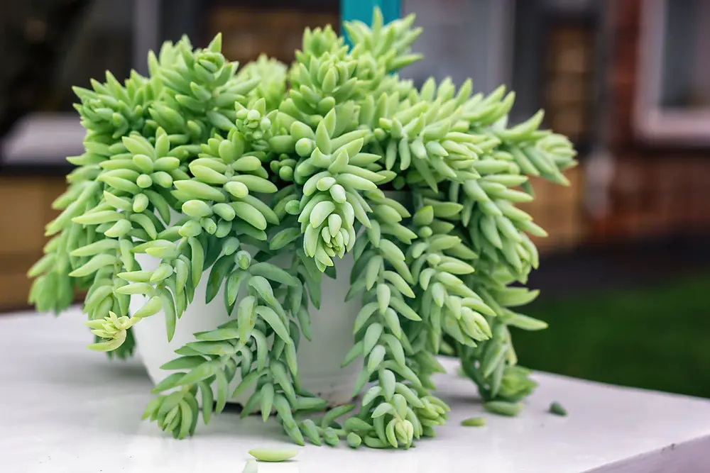 Burro’s-Tail