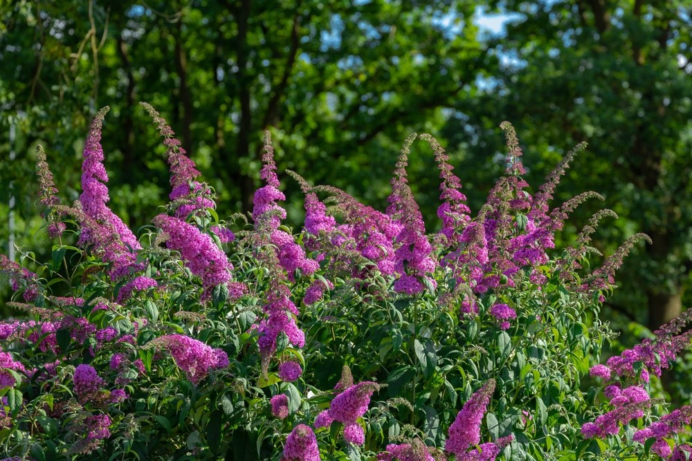 Butterfly-Bush