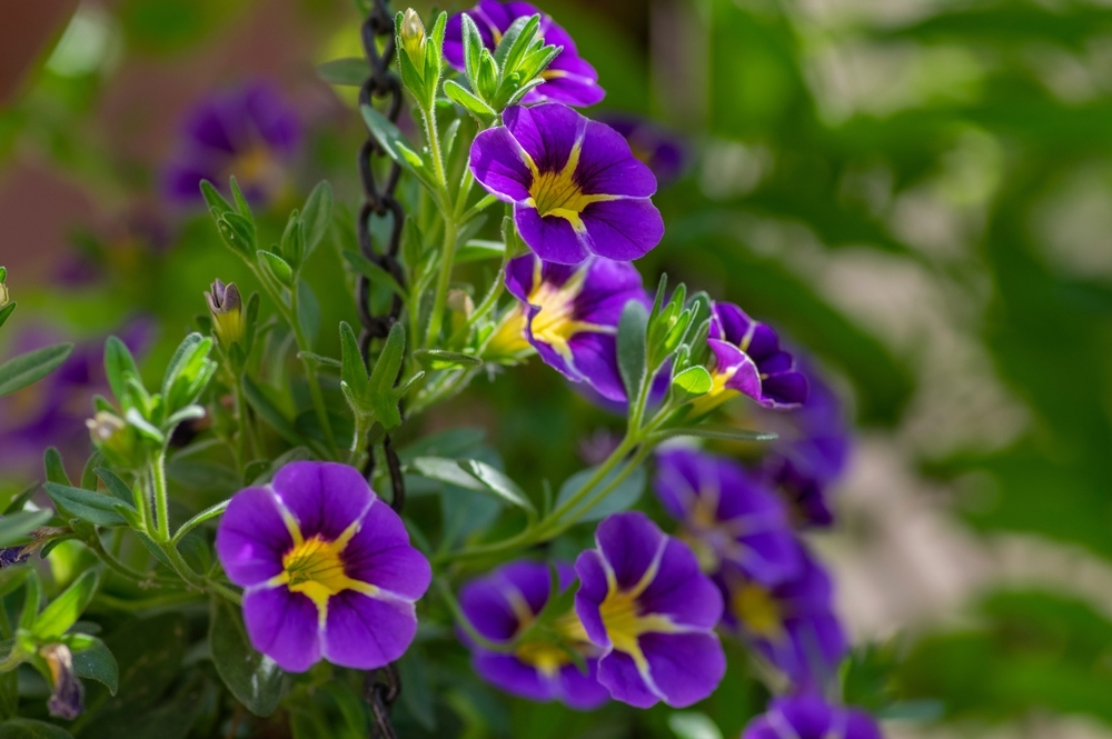 Calibrachoa