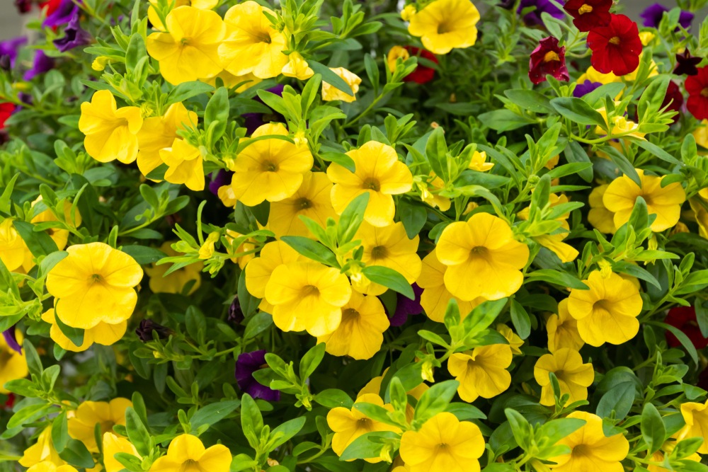 Calibrachoa-Bloomtastic-Yellow