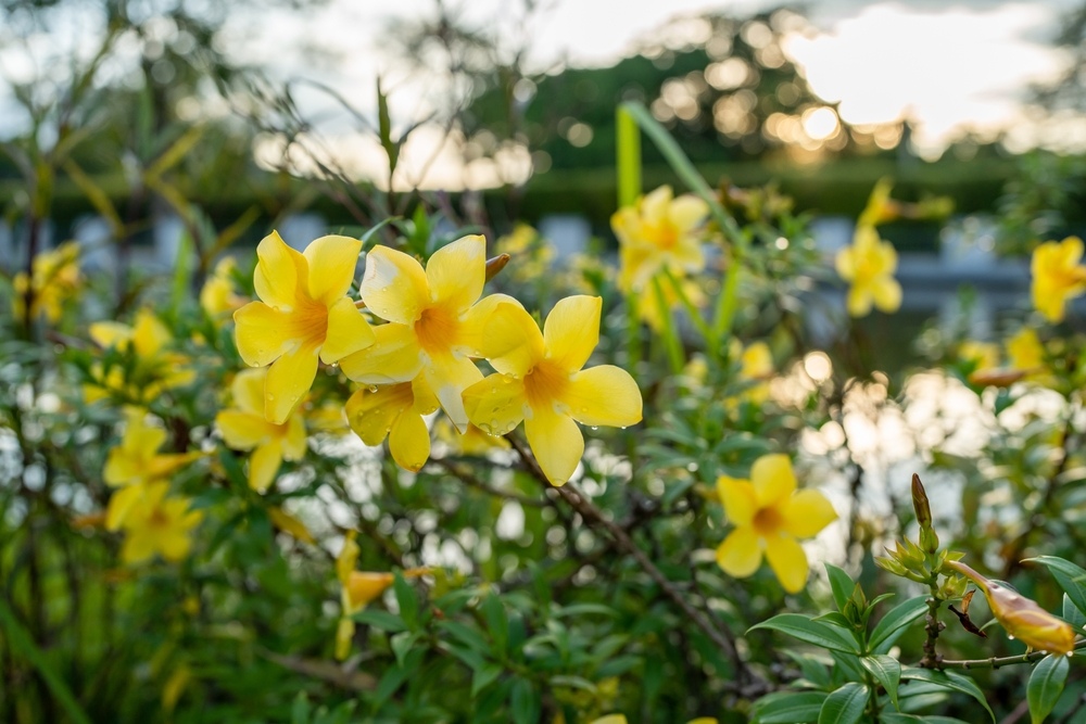 Carolina-Jessamine