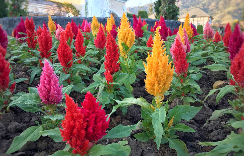 Celosia