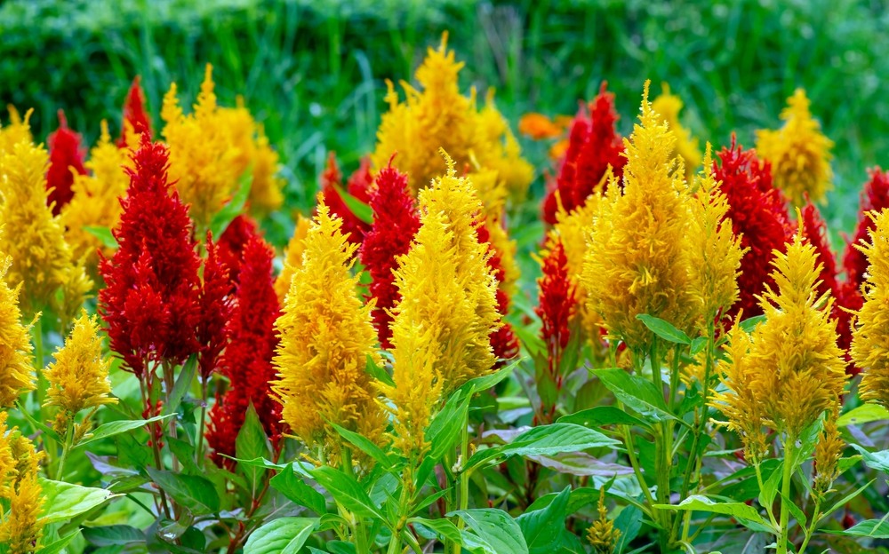 Celosia