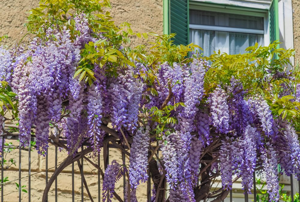 Chinese-Wisteria