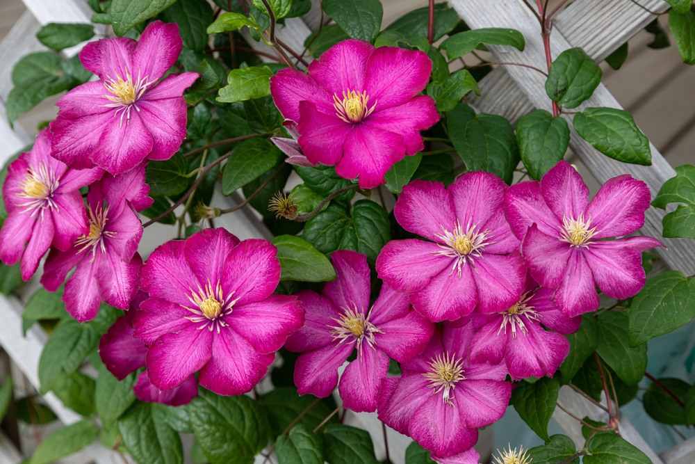 Clematis