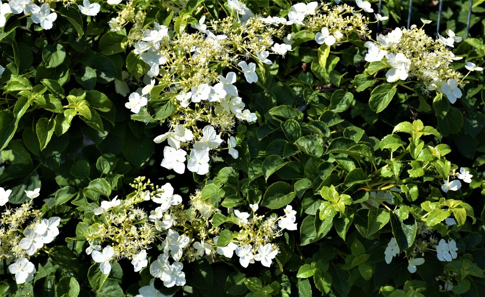 Climbing-Hydrangea