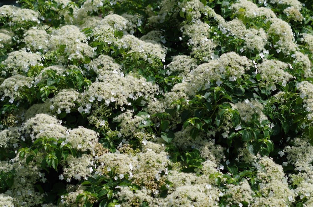 Climbing-Hydrangea