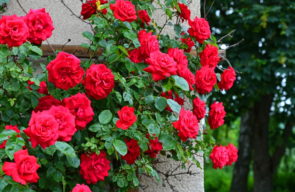 10 Best Iowa Flowering Vines - Garden Lovers Club