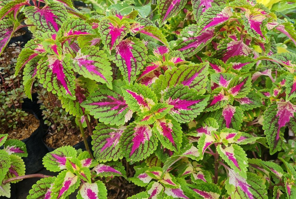 Coleus-Colorblaze