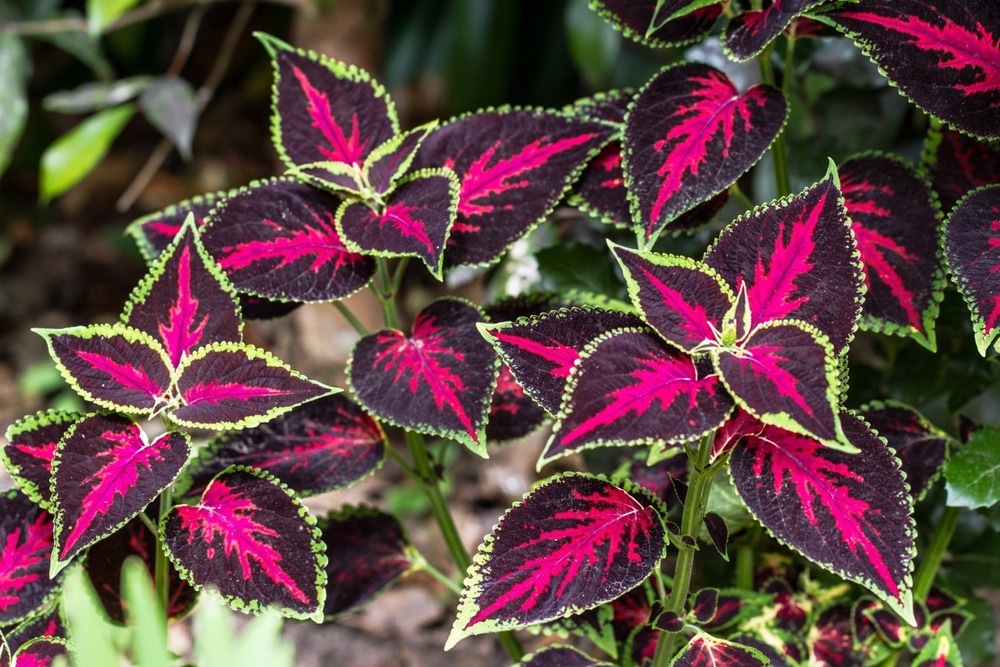Coleus