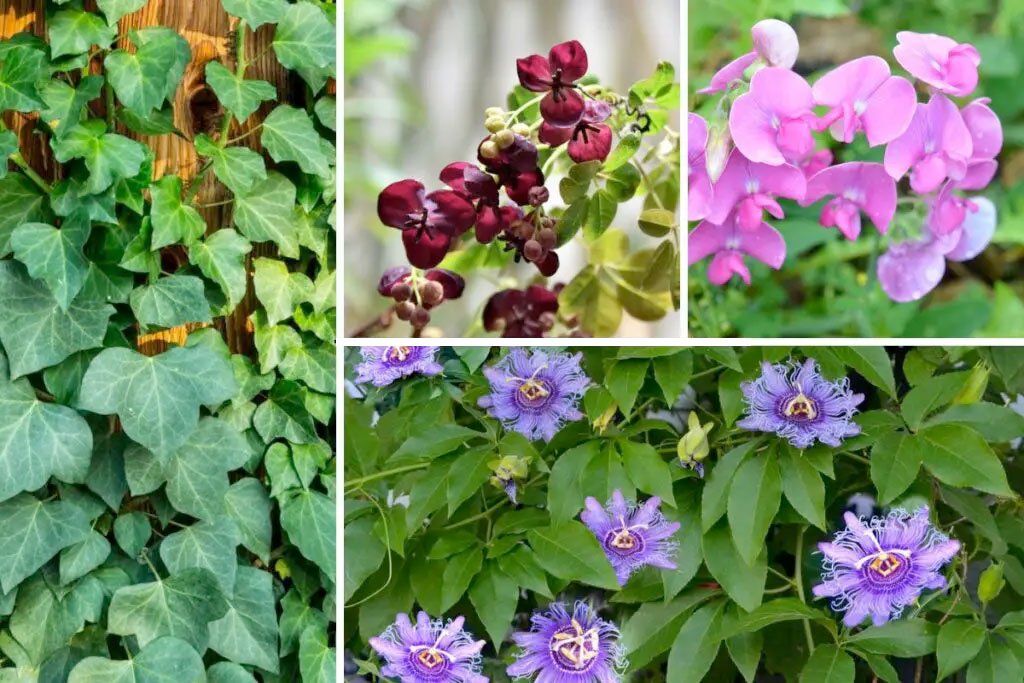 Colorado Flowering Vines