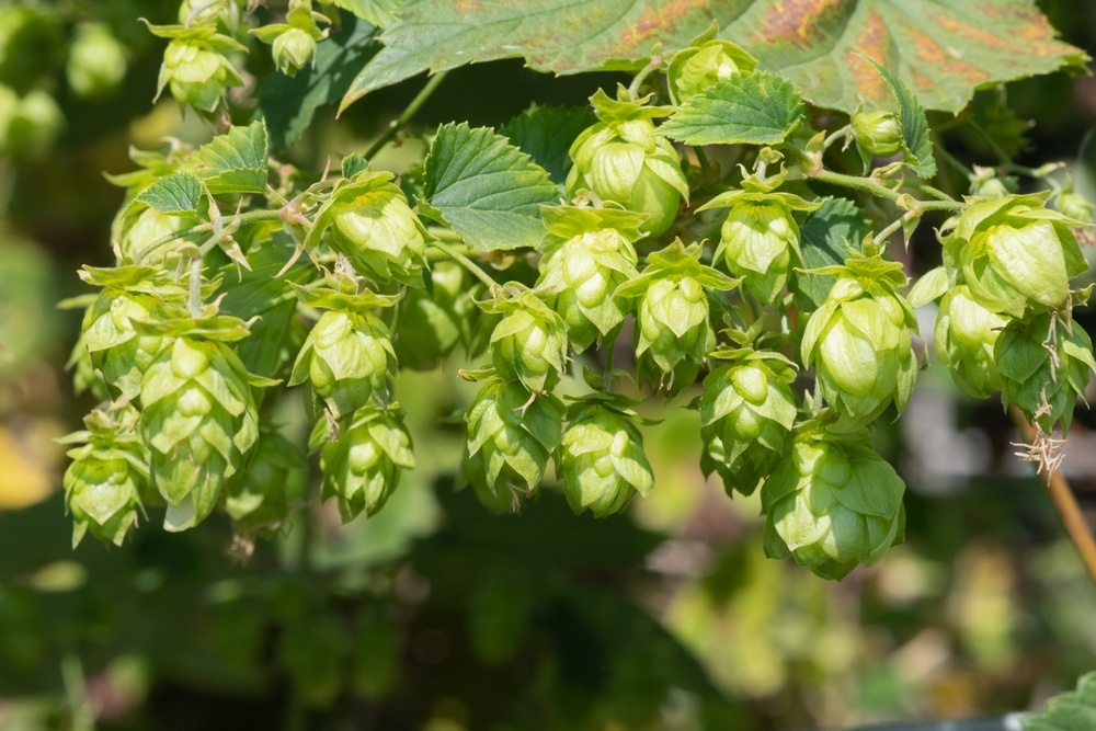Common-Hops