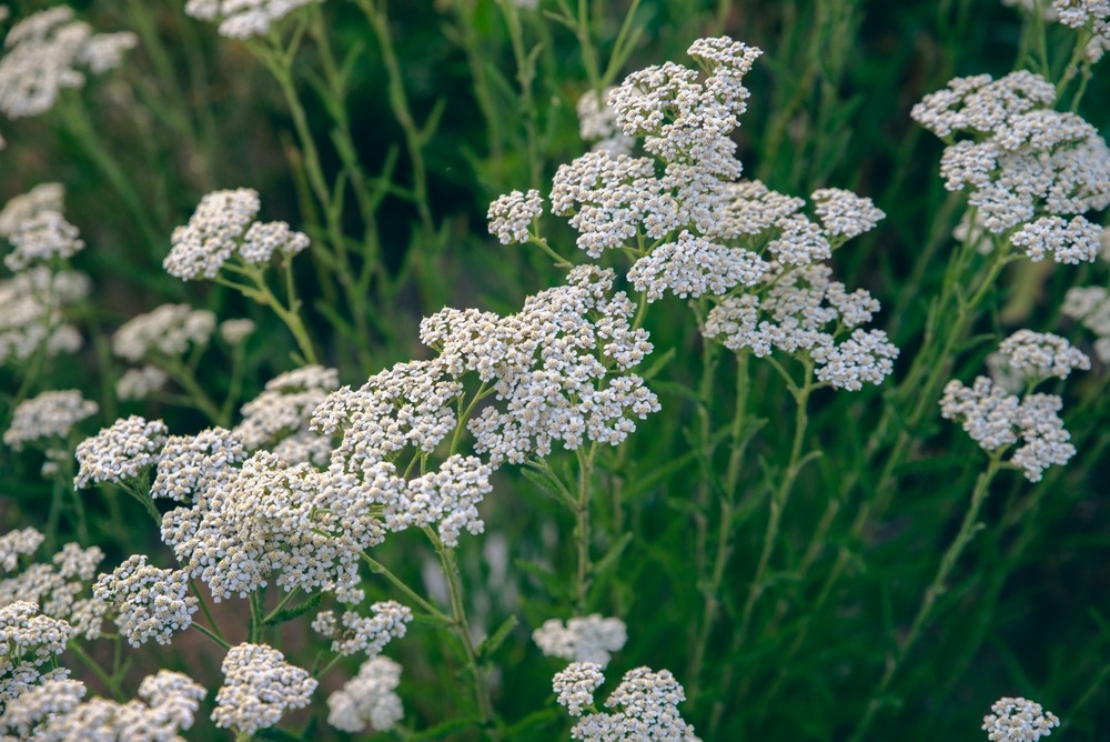 Common-Yarrow