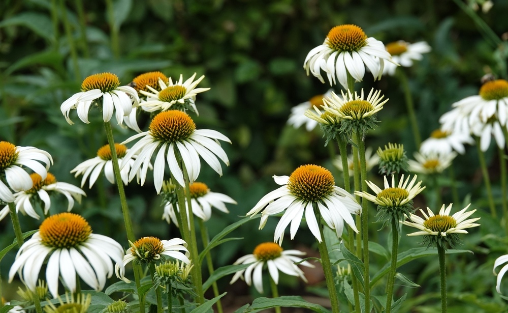 Coneflower