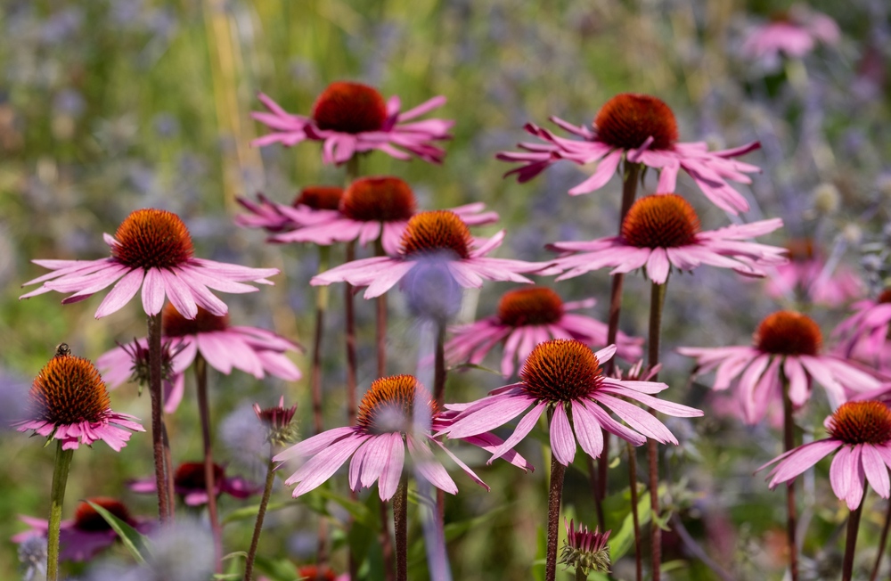 Coneflowers