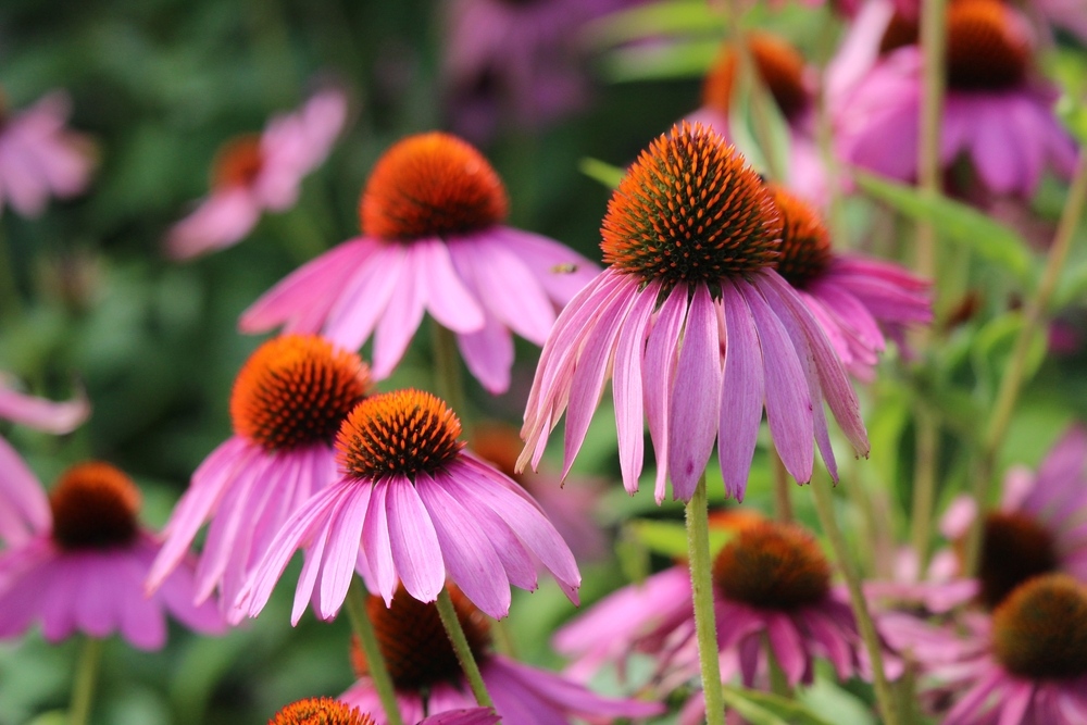 Coneflowers