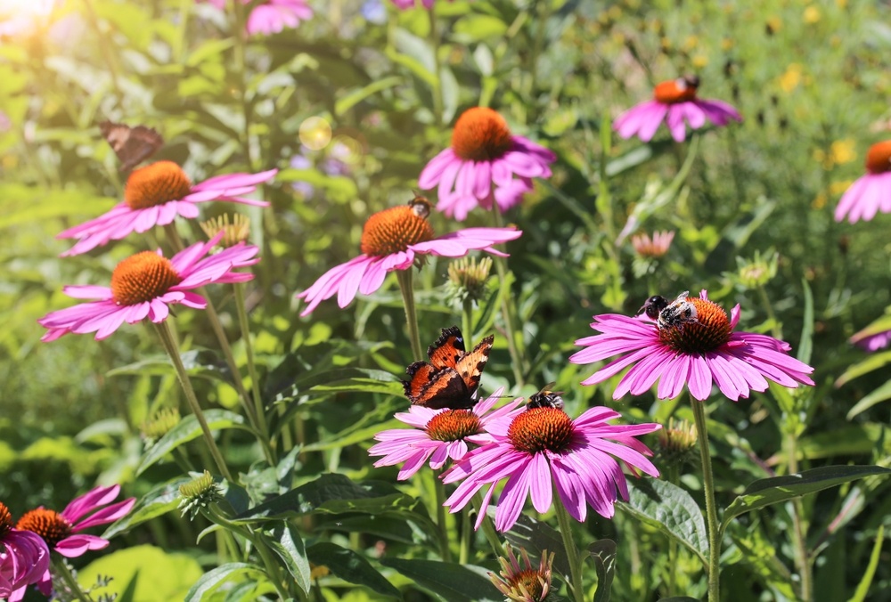 Coneflowers