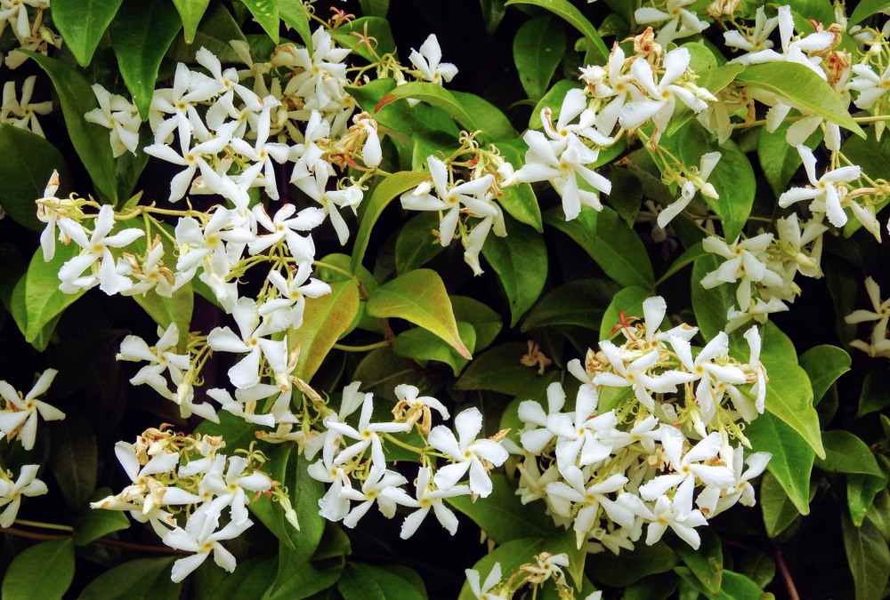 Confederate-Jasmine