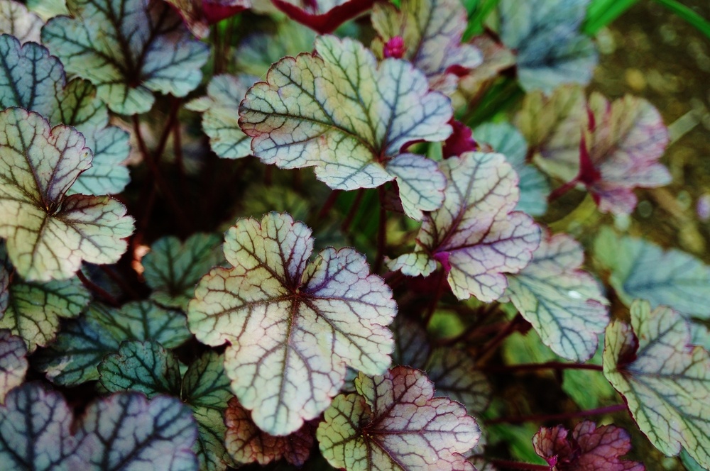 Coral-Bells