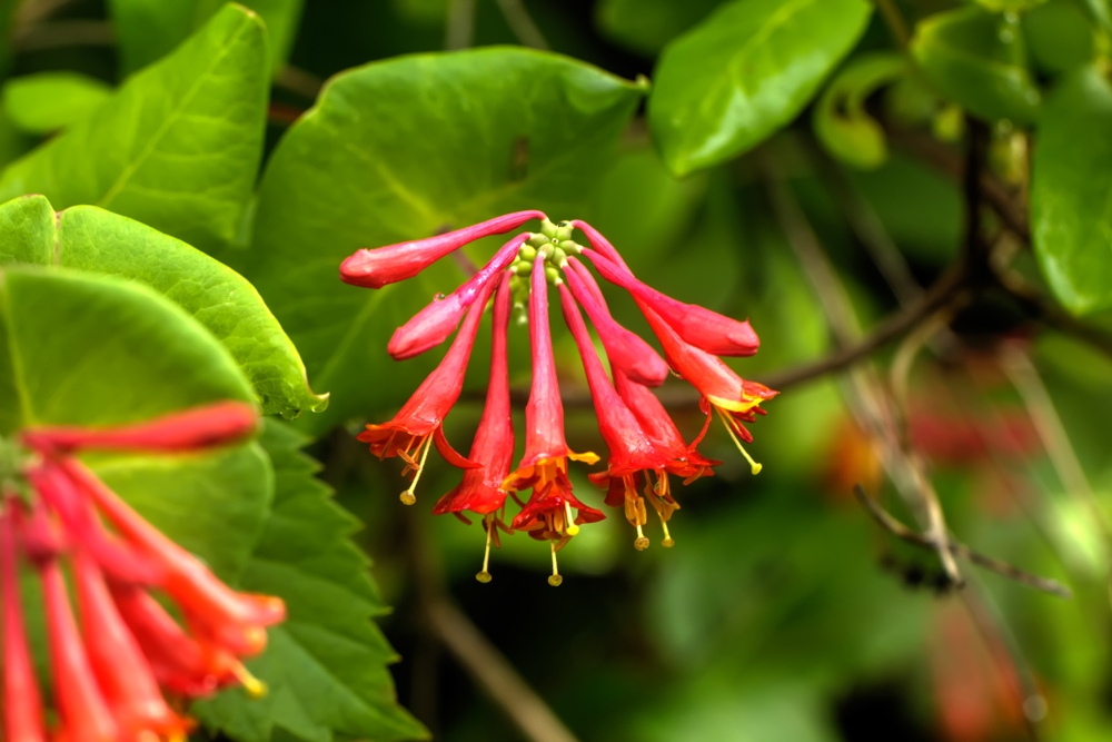 Coral-Honeysuckle