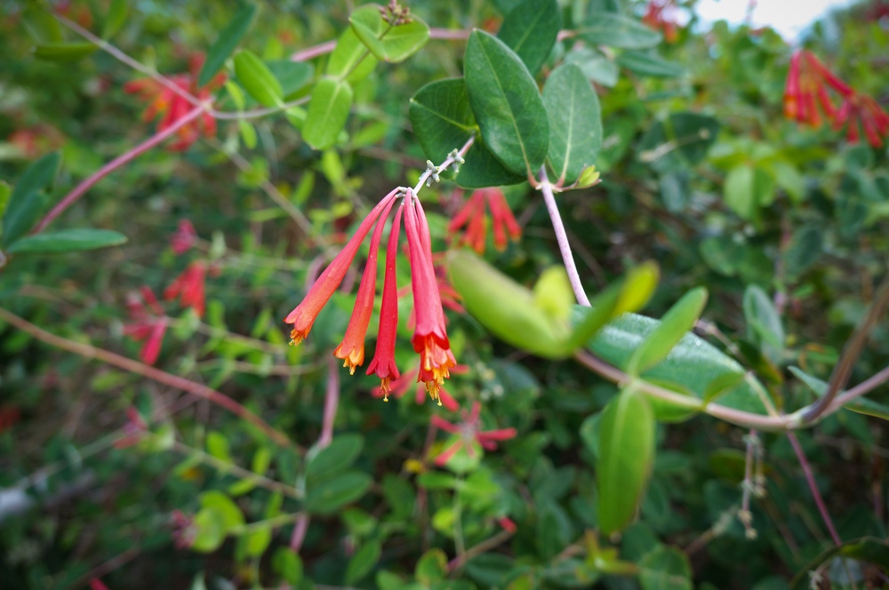 Coral-Honeysuckle