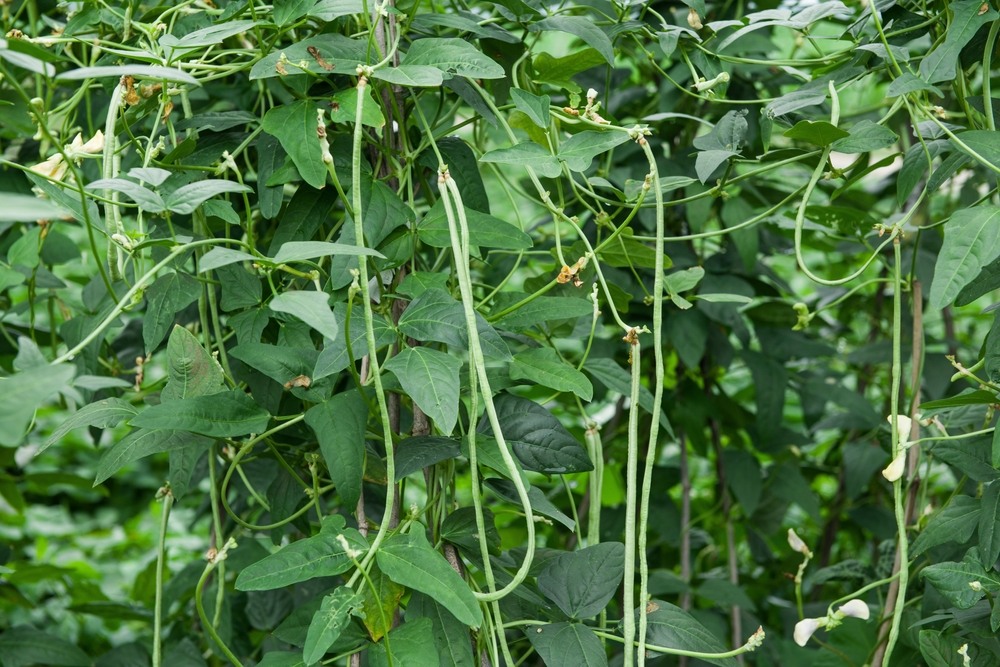 Cowpea