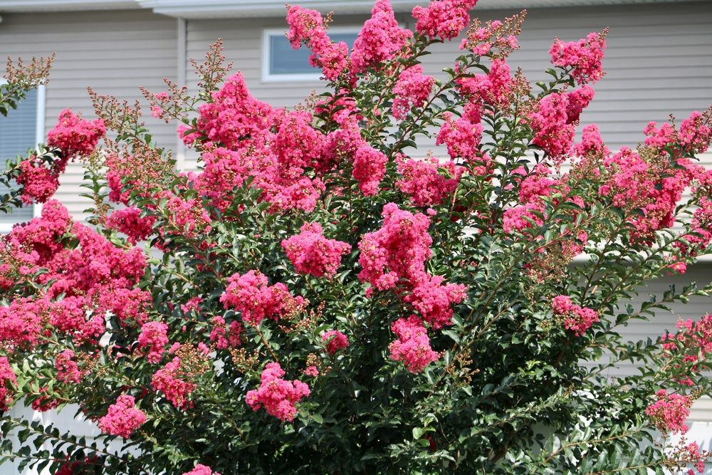 Crepe-Myrtle