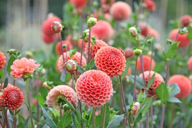 10 EasyGrowing Texas Annuals Garden Lovers Club