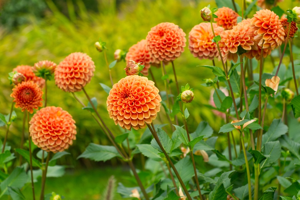 Dahlias