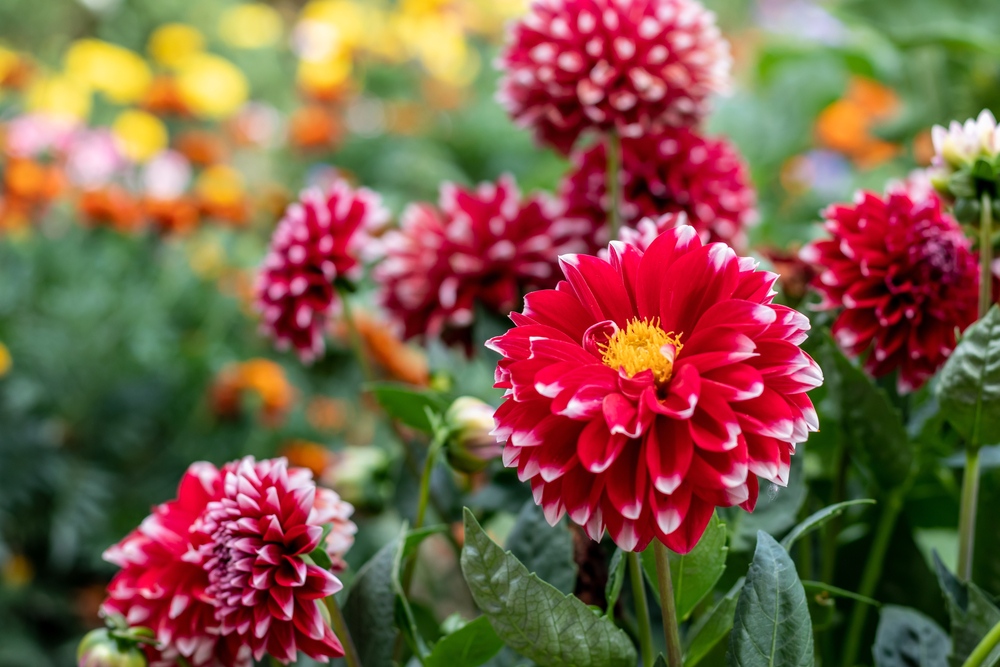 Dahlias